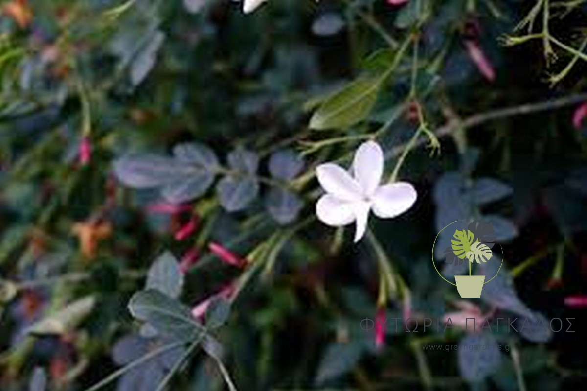 Γιασεμί Χιώτικο (Jasminum grandiflorum) - 2